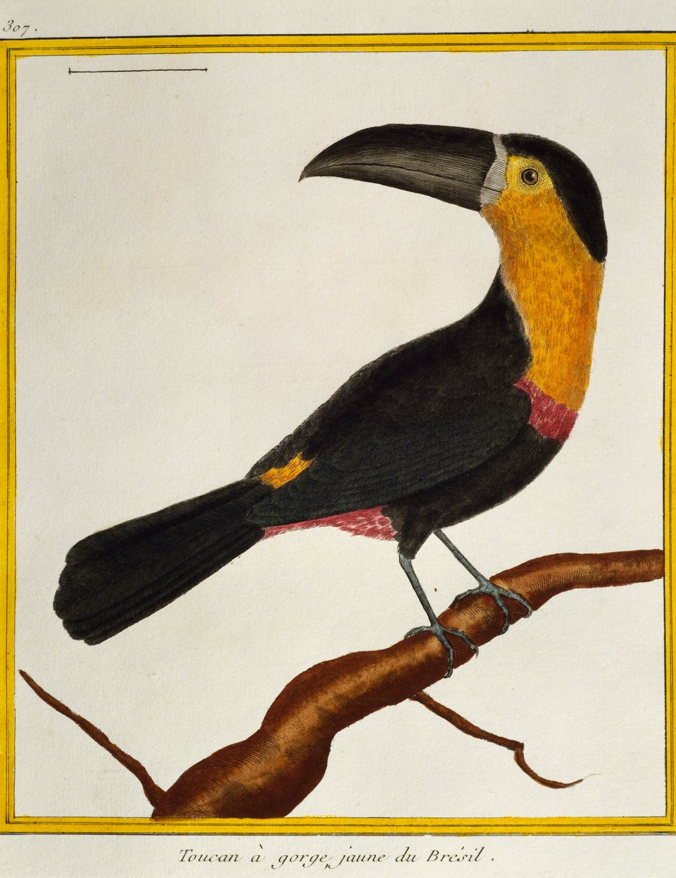 Kanavalaskuinen tukaani (Ramphastos vitellinus), Natural History of Birds tekijältä Francois Nicolas Martinet