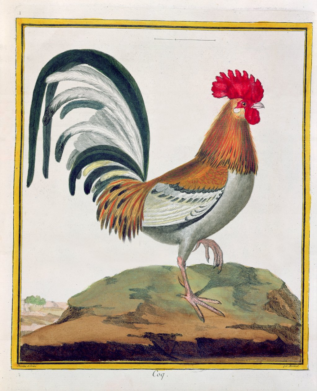Cockerel, Georges de Buffonin (1707-88) Histoire Naturelle des Oiseaux