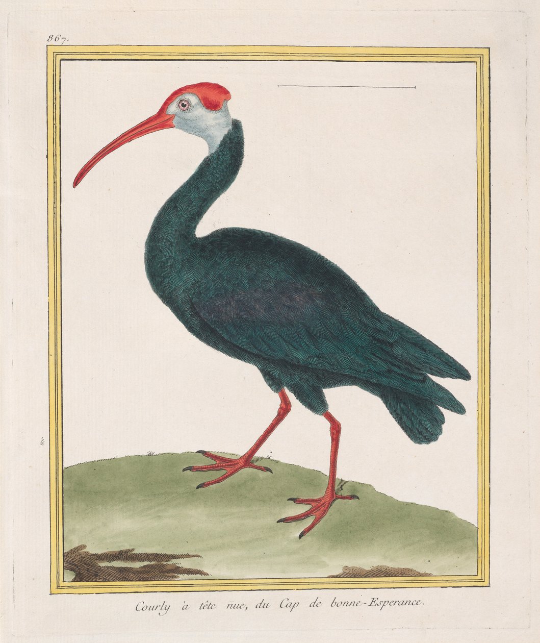 Paljaspäinen Courly, Hyväntoivon niemeltä Bald Ibis Hyväntoivon niemeltä, 1770-86. tekijältä Francois Nicolas Martinet