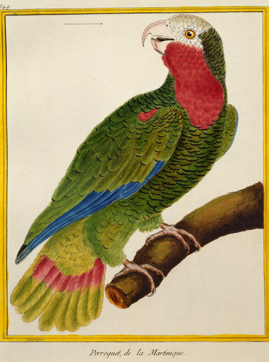 Kuubalainen papukaija (Amazona leucocephala), lintujen luonnonhistoriasta tekijältä Francois Nicolas Martinet