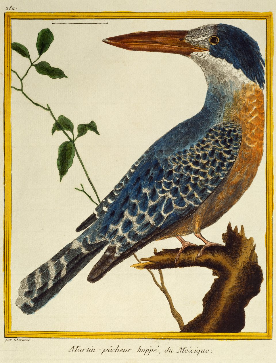 Giant Kingfisher (Megaceryle maxima), Natural History of Birds tekijältä Francois Nicolas Martinet