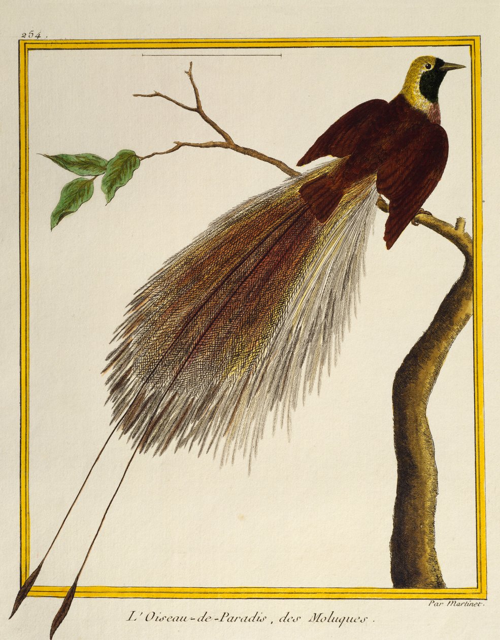 Greater Bird-of-Paradise (Paradisaea apoda), lintujen luonnonhistoriasta tekijältä Francois Nicolas Martinet