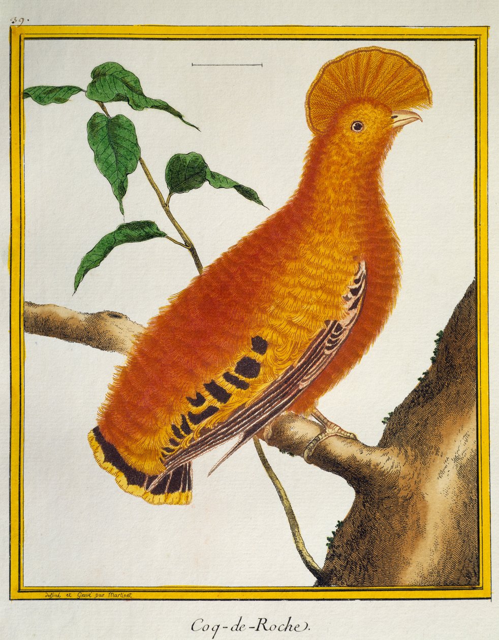 Guiananin kukko (Rupicola rupicola), lintujen luonnonhistoriasta tekijältä Francois Nicolas Martinet