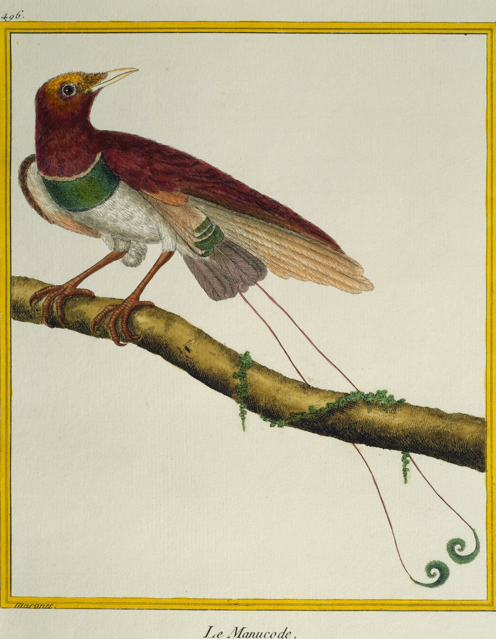 Kuningas-paratiisin lintu (Cicinnurus regius), lintujen luonnonhistoriasta tekijältä Francois Nicolas Martinet