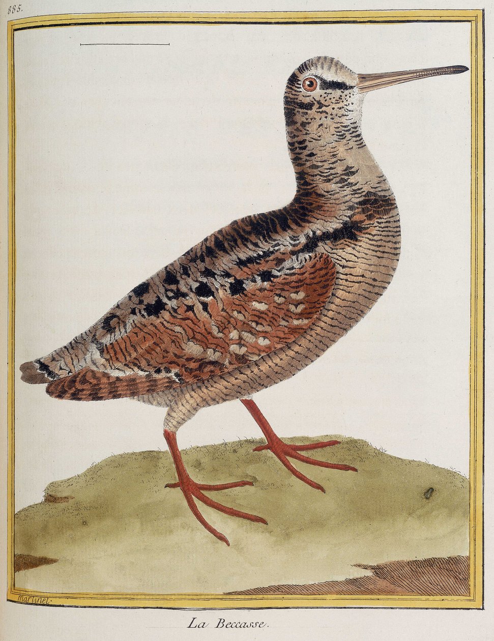 ""La becasse"", eläintieteen levy 885 otettu Francois Nicolas Martinetin "History of birds" -kirjasta tekijältä Francois Nicolas Martinet