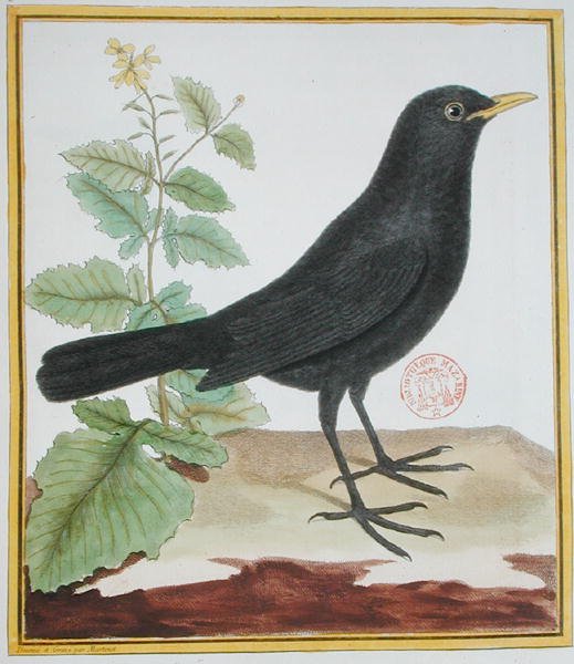 Koiras ranskalainen mustarastas, Georges du Buffonin Histoire Naturelle des Oiseaux