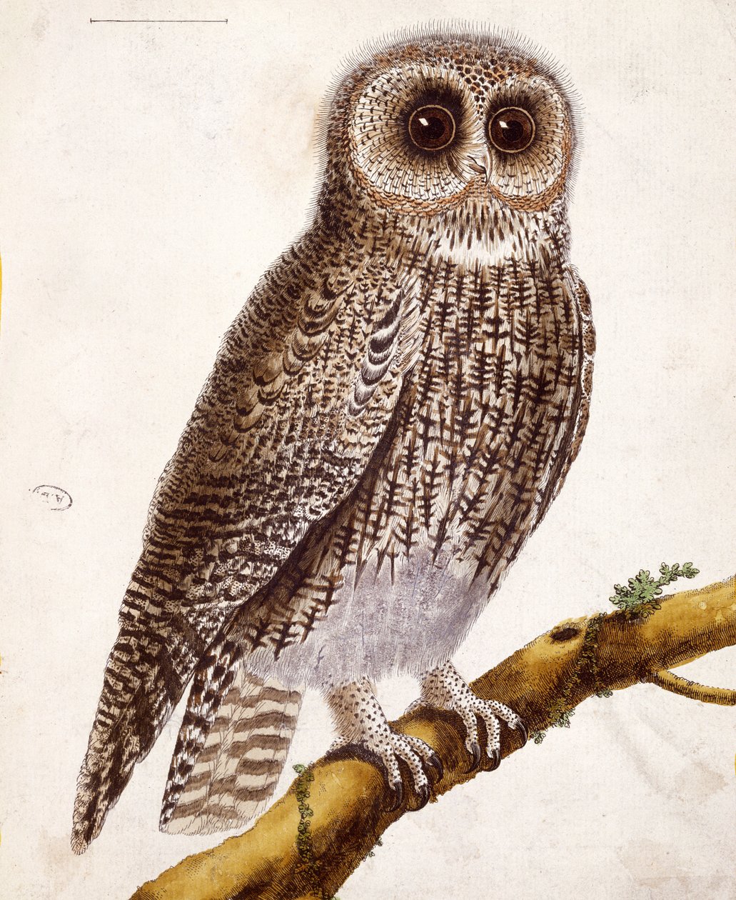 Pöllö, Georges de Buffonin (1707-88) teoksesta Histoire Naturelle des Oiseaux, julkaistu 1777 tekijältä Francois Nicolas Martinet