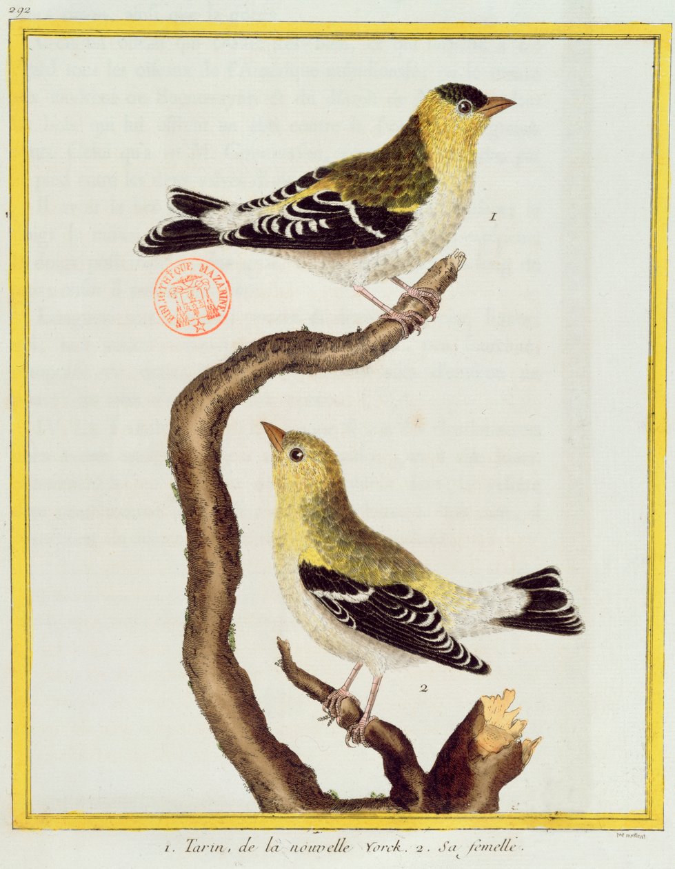 Nahkapari Georges de Buffonin (1707-88) Histoire Naturelle des Oiseaux