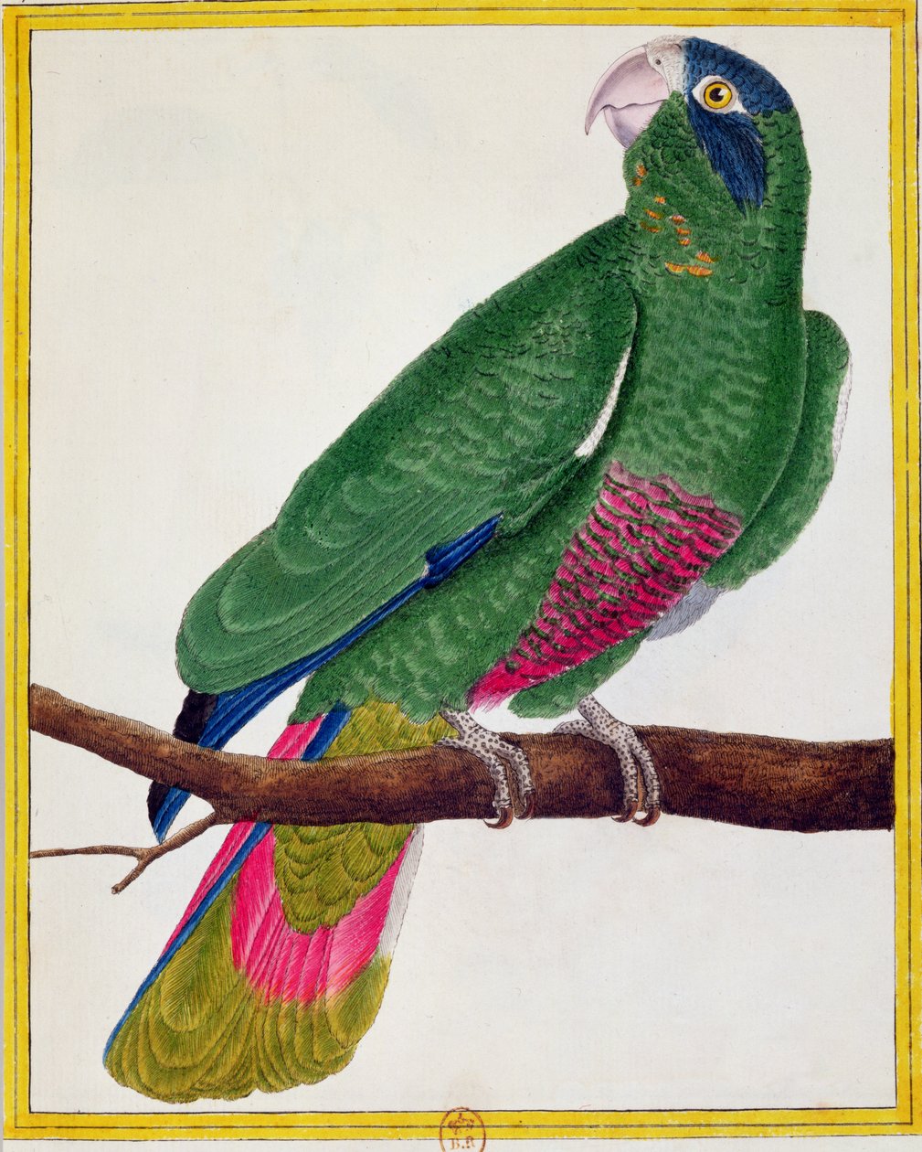 Papukaija, Georges de Buffonin (1707-88) Histoire Naturelle des Oiseaux