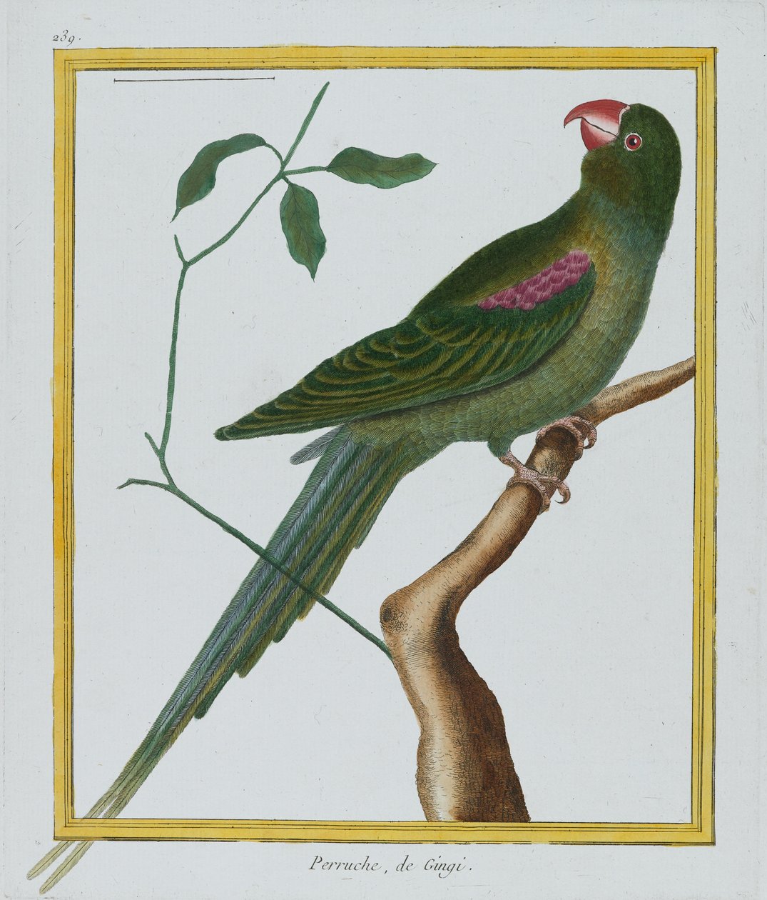 Perruche, de Gingi, n. 1770-86 (käsinvärinen kaiverrus) tekijältä Francois Nicolas Martinet