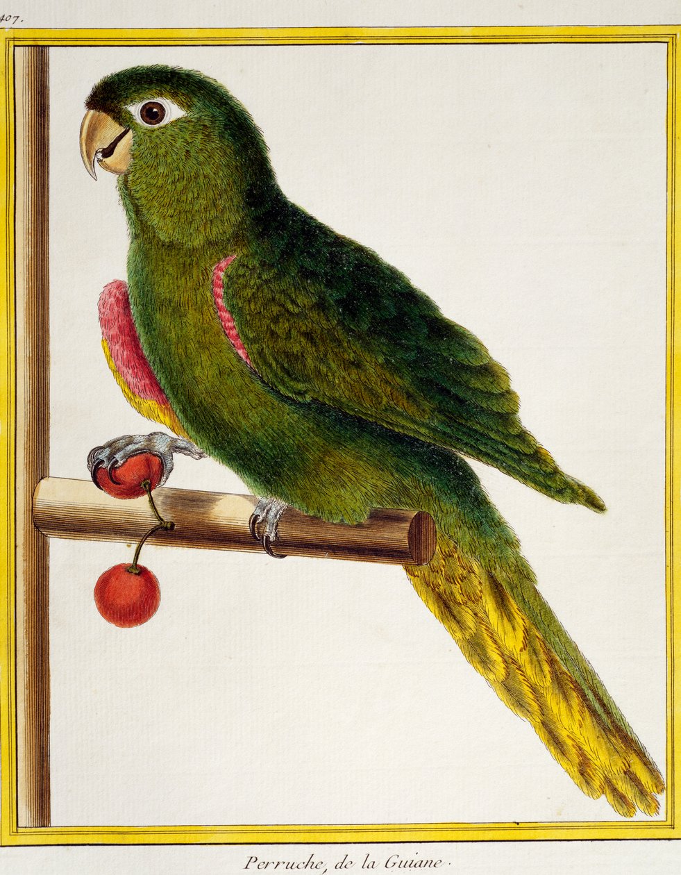 Punalapainen ara (Diopsittaca nobilis), lintujen luonnonhistoriasta tekijältä Francois Nicolas Martinet