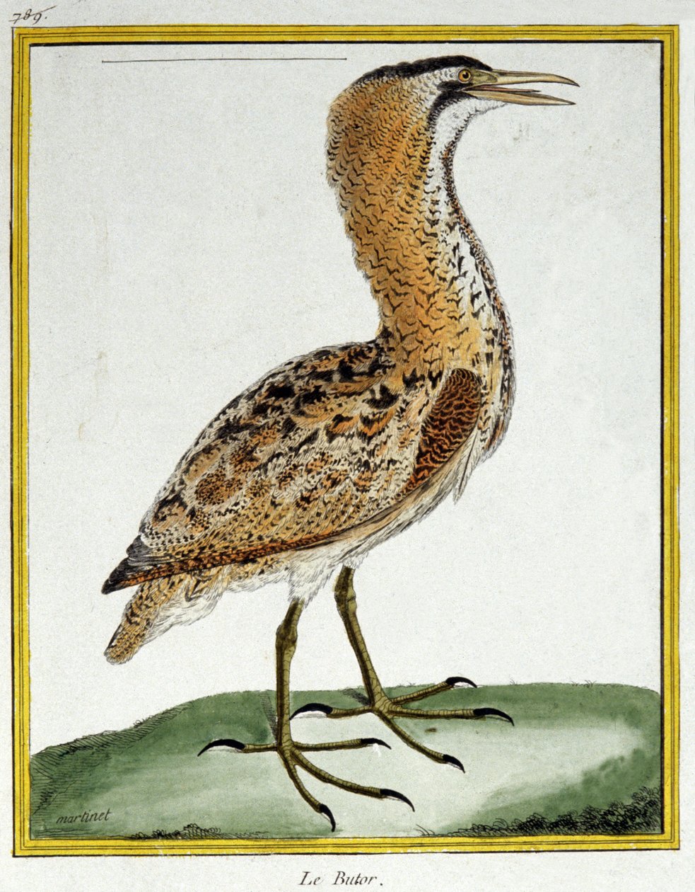 Tiede. eläintiede. Kaulushaikara. Kaiverrus Francois Nicolas Martinet teoksessa: Natural History of Birds, Georges Louis Leclerc de Buffon, Ranska, n. 1777 (värikaiverrus) tekijältä Francois Nicolas Martinet