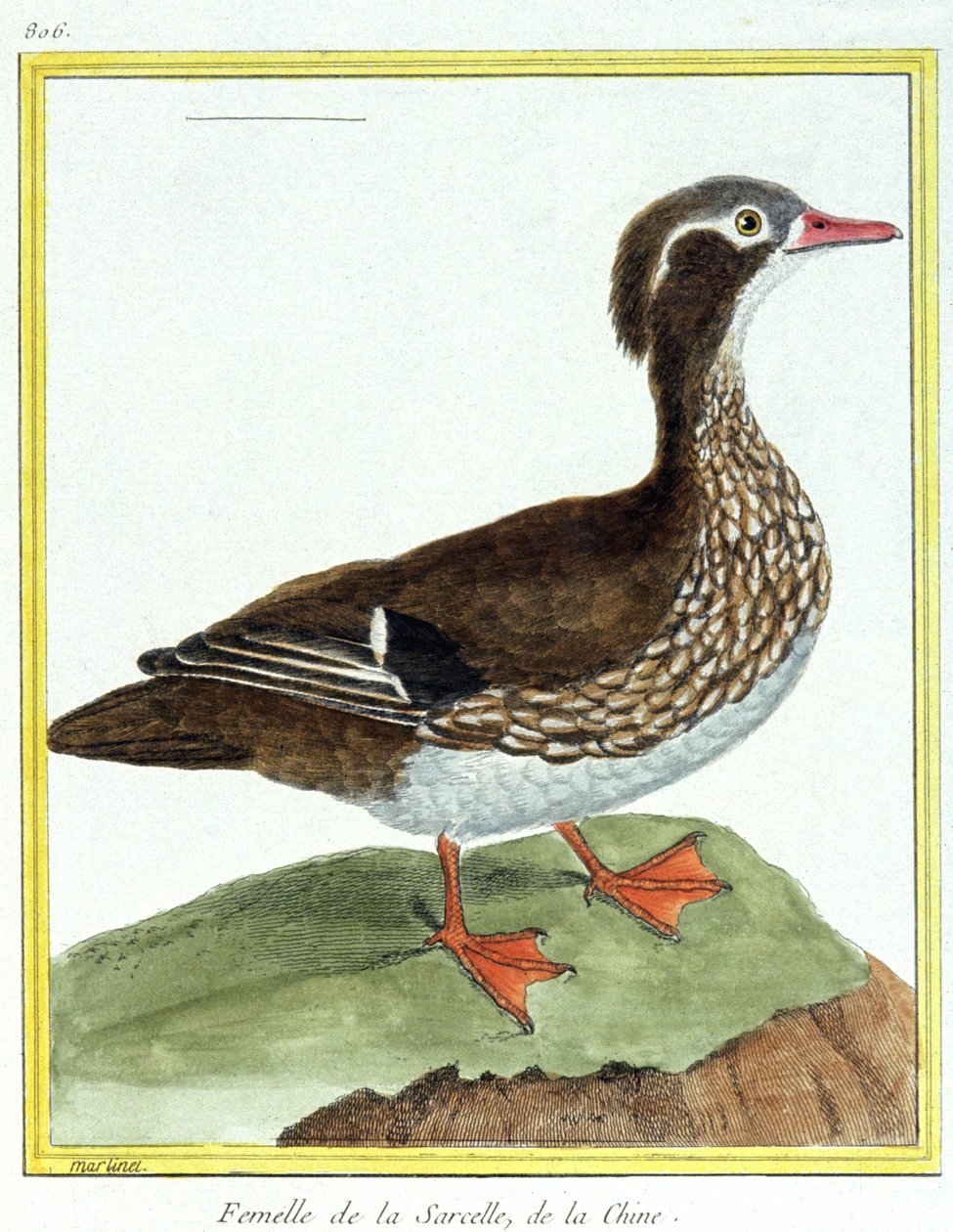 Tiede. eläintiede. Kiinan sinivihreä. Kaiverrus Francois Nicolas Martinet teoksessa: Natural History of Birds, Georges Louis Leclerc de Buffon, Ranska, n. 1777 (värikaiverrus) tekijältä Francois Nicolas Martinet