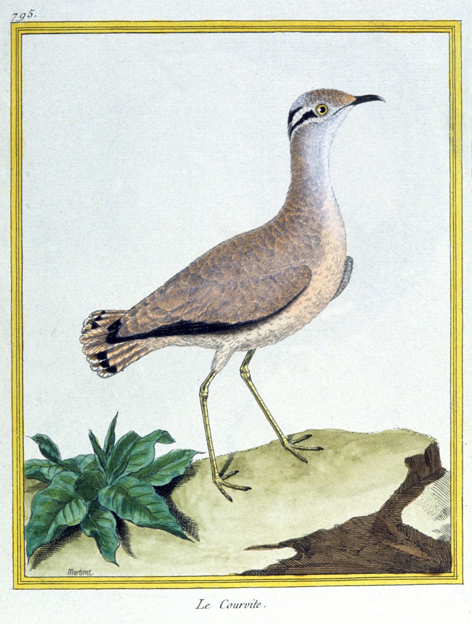 Tiede. eläintiede. Kermanvärinen Courser. Kaiverrus Francois Nicolas Martinet teoksessa: Natural History of Birds, Georges Louis Leclerc de Buffon, Ranska, n. 1777 (värikaiverrus) tekijältä Francois Nicolas Martinet