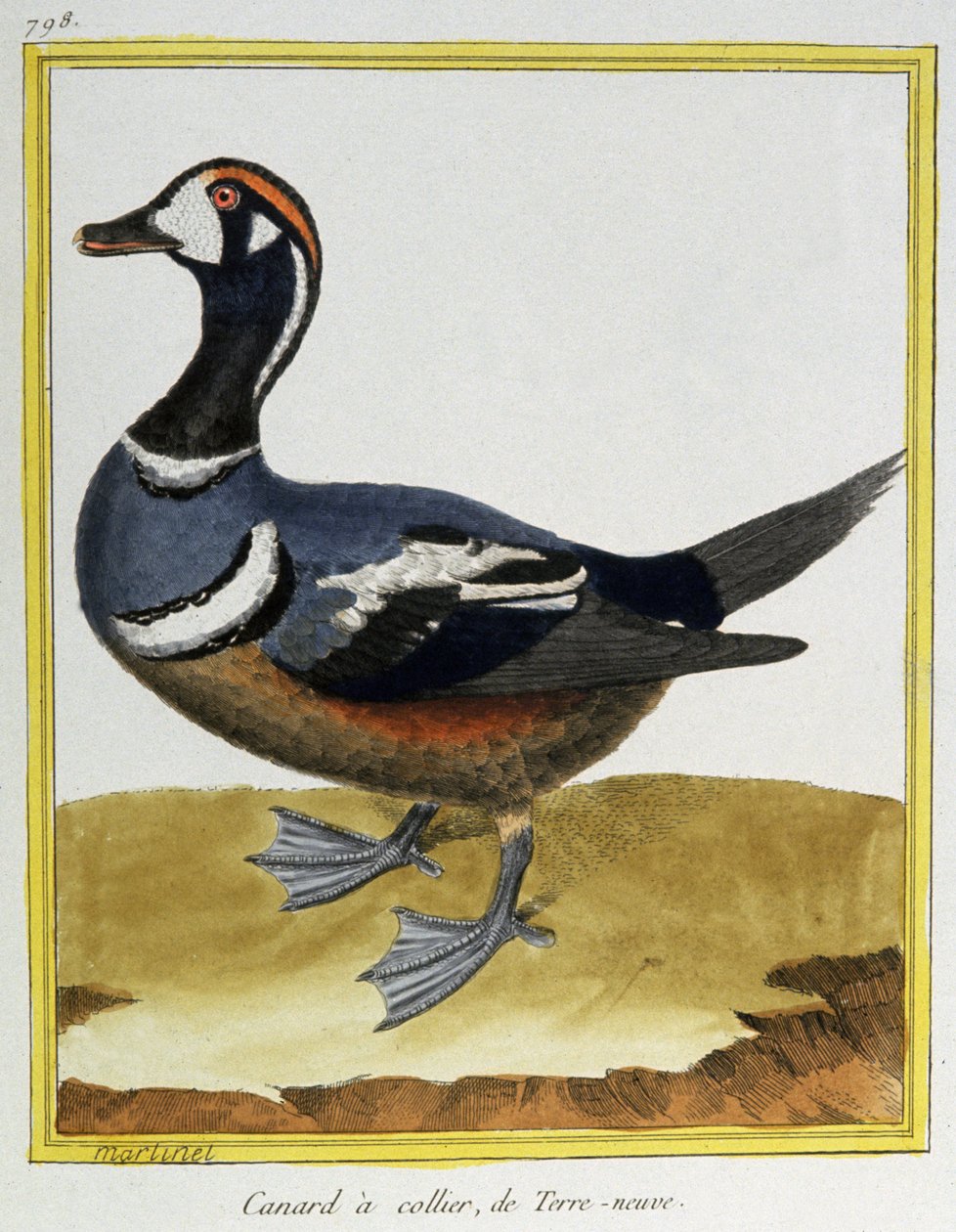 Tiede. eläintiede. Ankka Newfoundlandista. Kaiverrus Francois Nicolas Martinet teoksessa: Natural History of Birds, Georges Louis Leclerc de Buffon, Ranska, n. 1777 (värikaiverrus) tekijältä Francois Nicolas Martinet