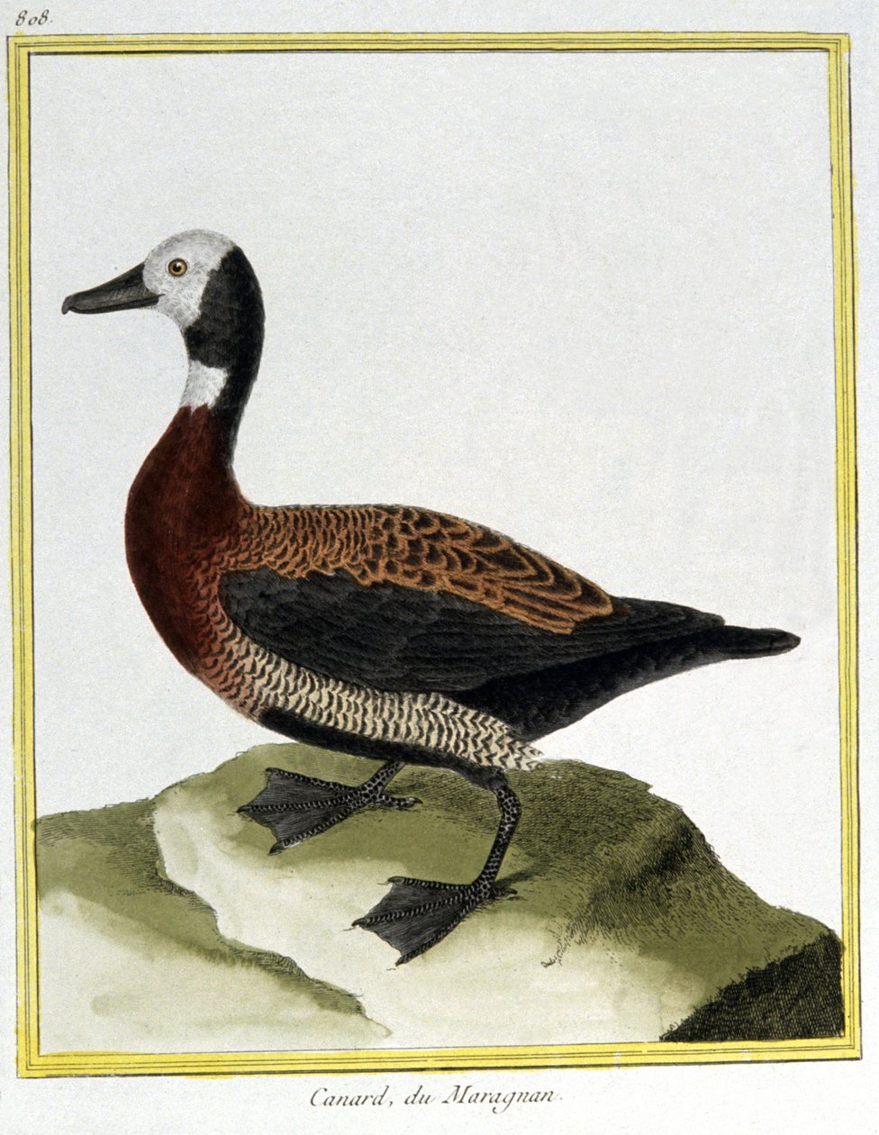 Tiede. eläintiede. Euraasian Wigeon. Kaiverrus Francois Nicolas Martinet teoksessa: Natural History of Birds, Georges Louis Leclerc de Buffon, Ranska, n. 1777 (värikaiverrus) tekijältä Francois Nicolas Martinet