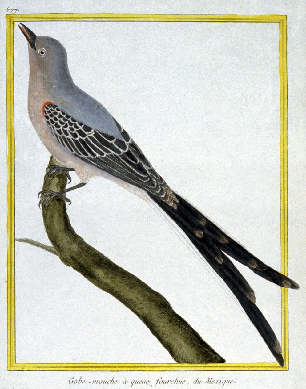 Tiede. eläintiede. Meksikon kärpässieppo. Kaiverrus Francois Nicolas Martinet teoksessa: Natural History of Birds, Georges Louis Leclerc de Buffon, Ranska, n. 1777 (värikaiverrus) tekijältä Francois Nicolas Martinet
