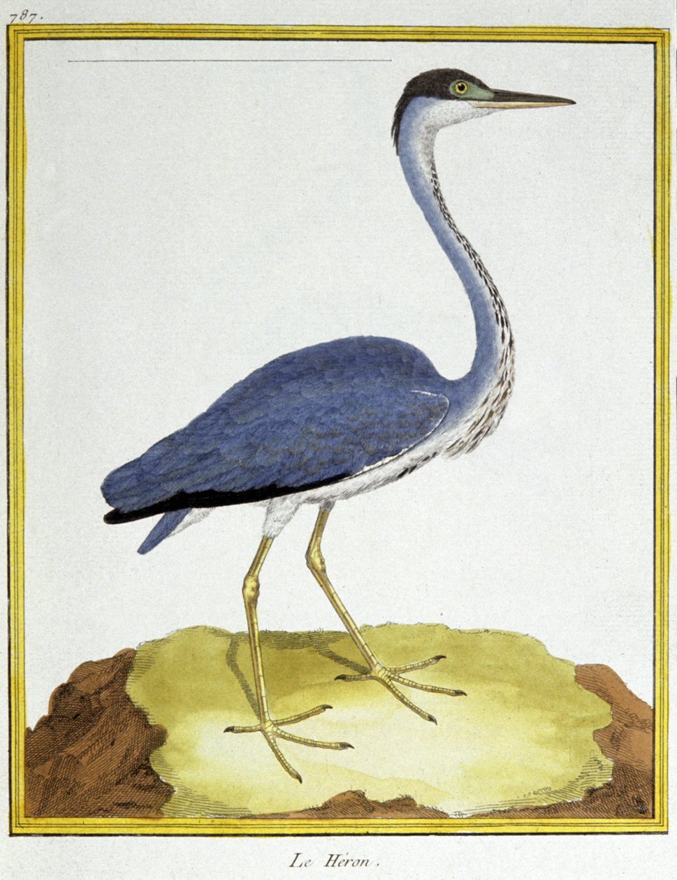 Tiede. eläintiede. Harmaahaikara. Kaiverrus Francois Nicolas Martinet teoksessa: Natural History of Birds, Georges Louis Leclerc de Buffon, Ranska, n. 1777 (värikaiverrus) tekijältä Francois Nicolas Martinet