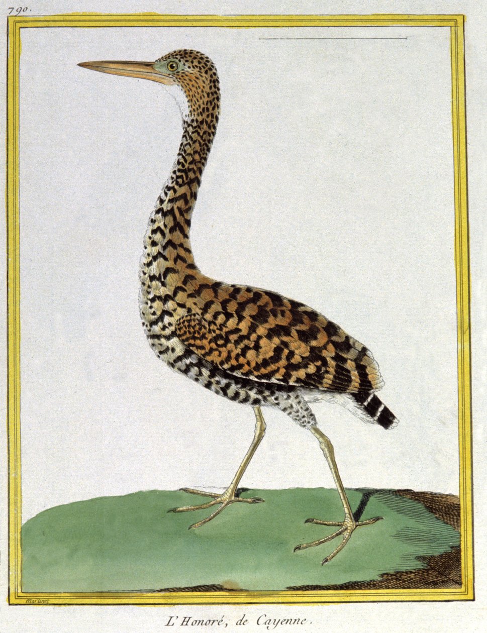 Tiede. eläintiede. Cayennen heron (Ranskan Guayana). Kaiverrus Francois Nicolas Martinet teoksessa: Natural History of Birds, Georges Louis Leclerc de Buffon, Ranska, n. 1777 (värikaiverrus) tekijältä Francois Nicolas Martinet
