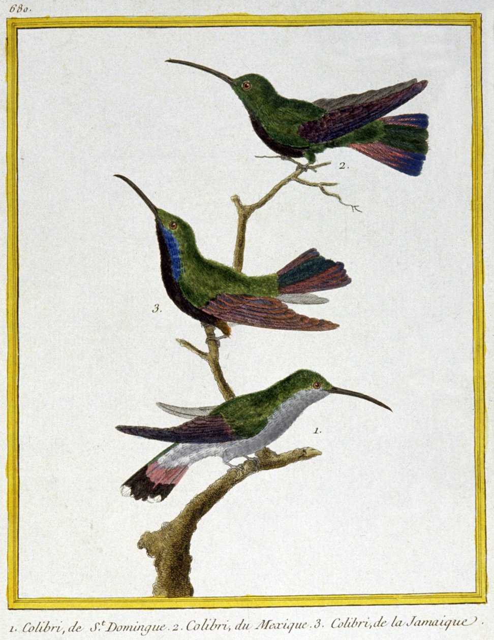 Tiede. eläintiede. Santo Domingon, Meksikon ja Jamaikan kolibri. Kaiverrus Francois Nicolas Martinet teoksessa: Natural History of Birds, Georges Louis Leclerc de Buffon, Ranska, n. 1777 (värikaiverrus) tekijältä Francois Nicolas Martinet