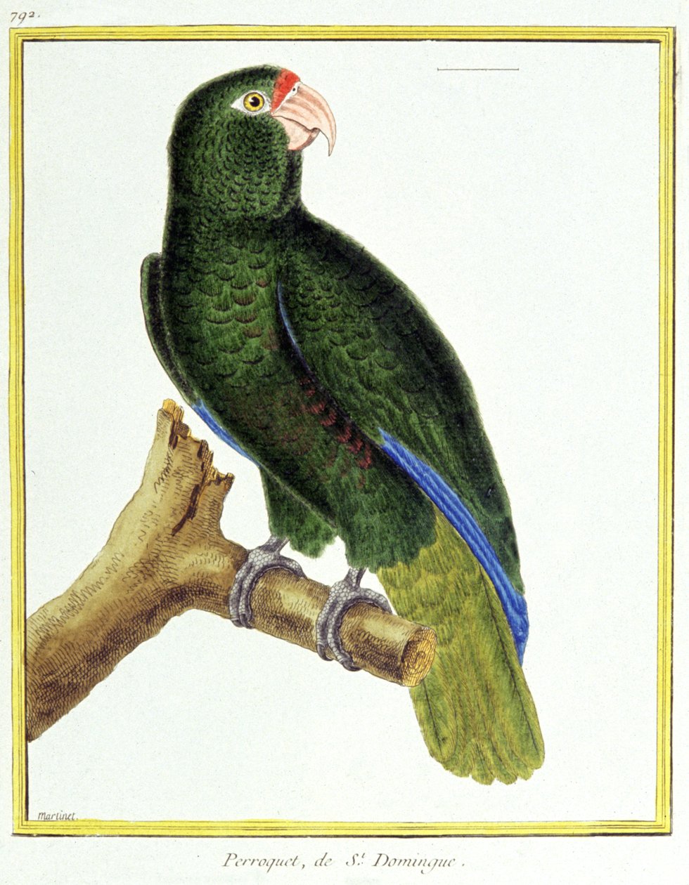 Tiede. eläintiede. Santo Domingon papukaija. Kaiverrus Francois Nicolas Martinet teoksessa: Natural History of Birds, Georges Louis Leclerc de Buffon, Ranska, n. 1777 (värikaiverrus) tekijältä Francois Nicolas Martinet