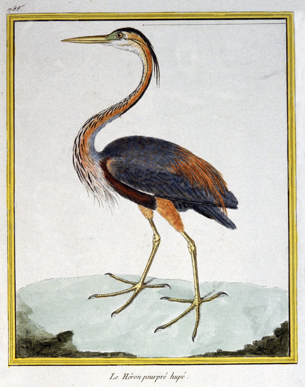 Tiede. eläintiede. Purple Heron. Kaiverrus Francois Nicolas Martinet teoksessa: Natural History of Birds, Georges Louis Leclerc de Buffon, Ranska, n. 1777 (värikaiverrus) tekijältä Francois Nicolas Martinet