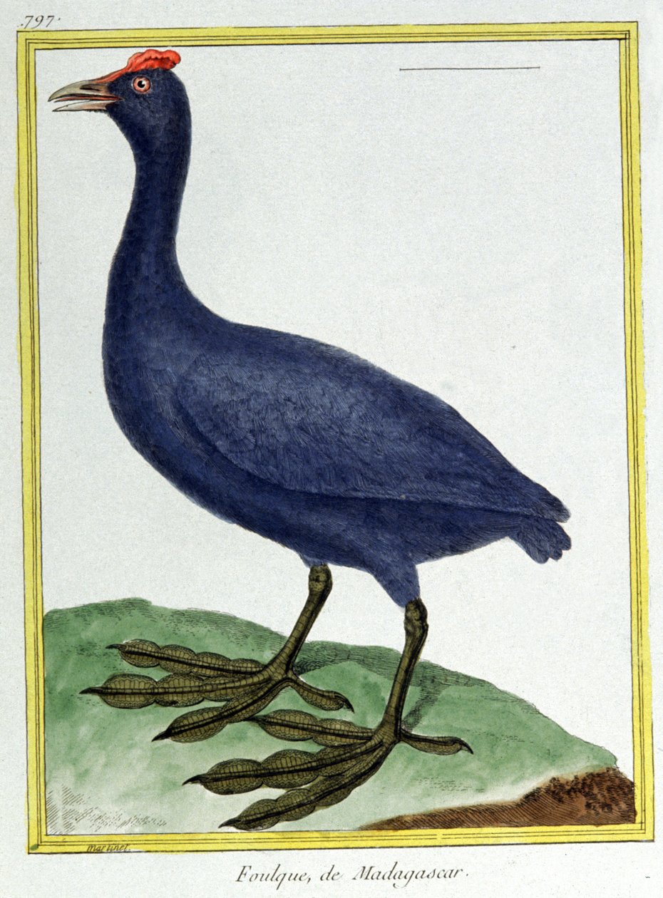 Tiede. eläintiede. Punainen nuppineula (Madagaskarilta). Kaiverrus Francois Nicolas Martinet teoksessa: Natural History of Birds, Georges Louis Leclerc de Buffon, Ranska, n. 1777 (värikaiverrus) tekijältä Francois Nicolas Martinet