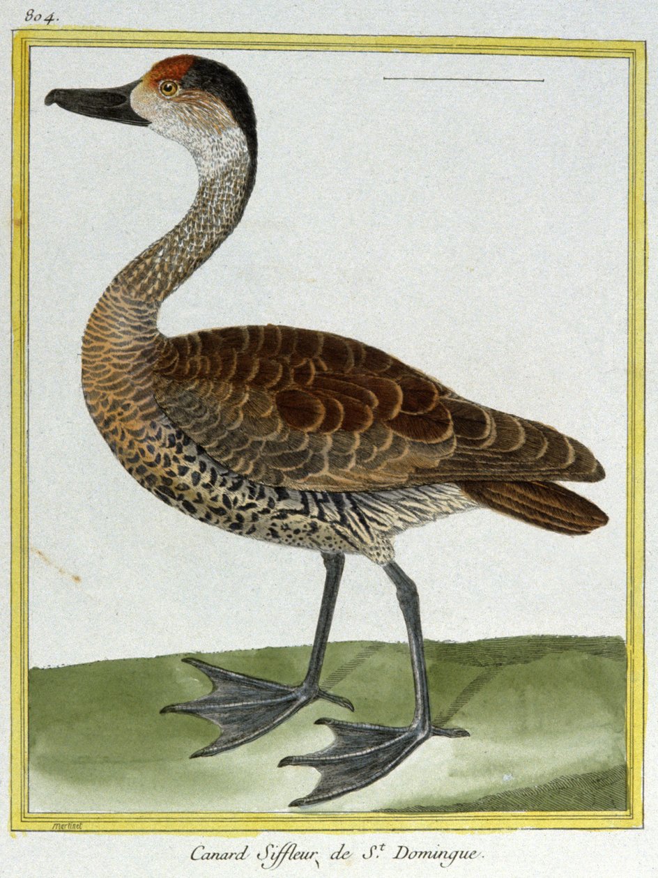 Tiede. eläintiede. Wigeon Santo Domingosta. Kaiverrus Francois Nicolas Martinet teoksessa: Natural History of Birds, Georges Louis Leclerc de Buffon, Ranska, n. 1777 (värikaiverrus) tekijältä Francois Nicolas Martinet