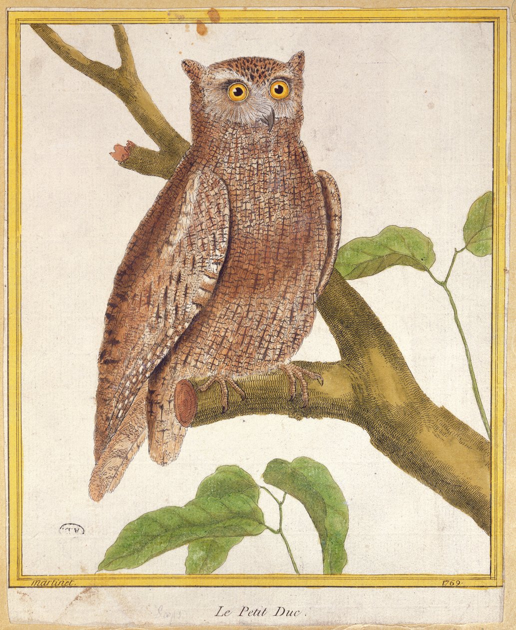 Scops Owl, Georges de Buffonin (1707-88) Histoire Naturelle des Oiseaux