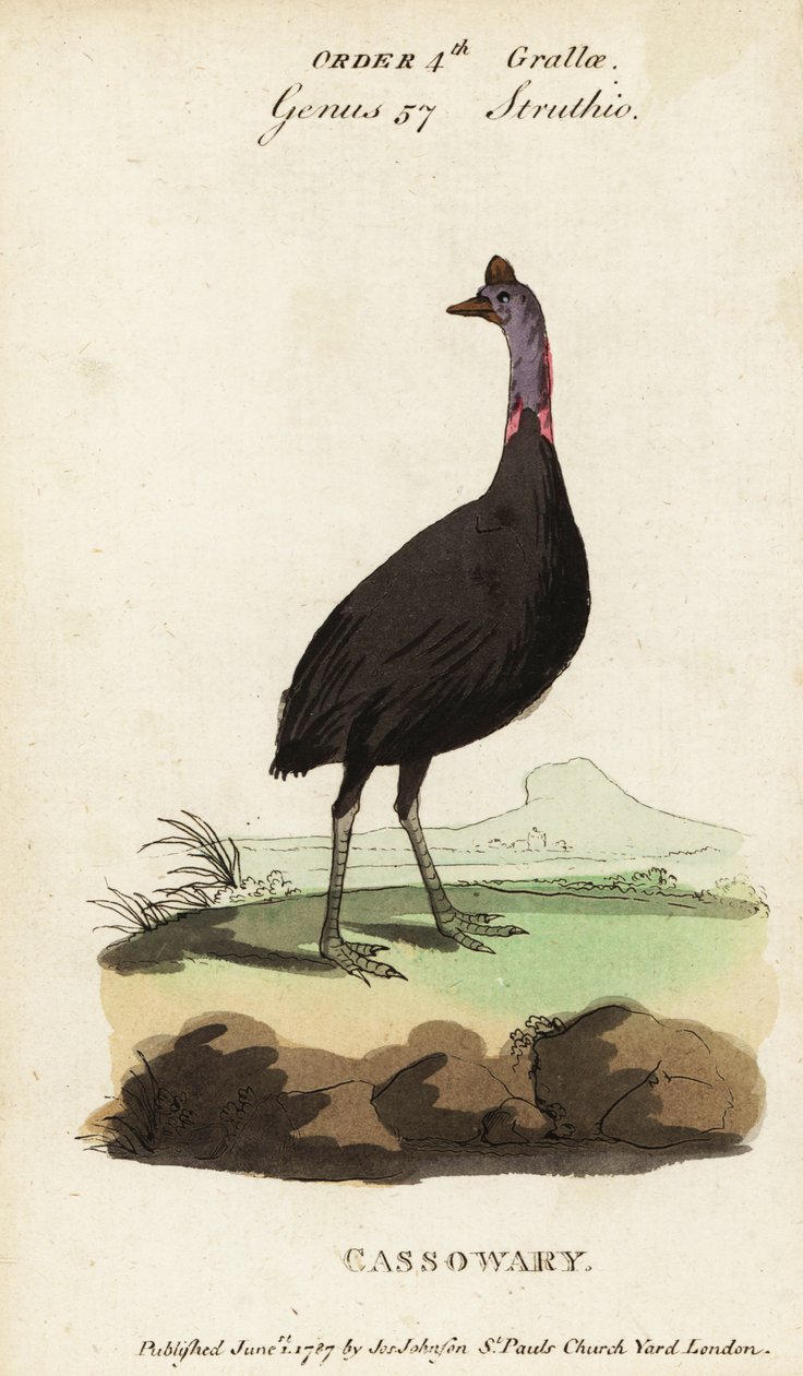 Eteläinen kasuari, Casuarius casuarius tekijältä Francois Nicolas Martinet