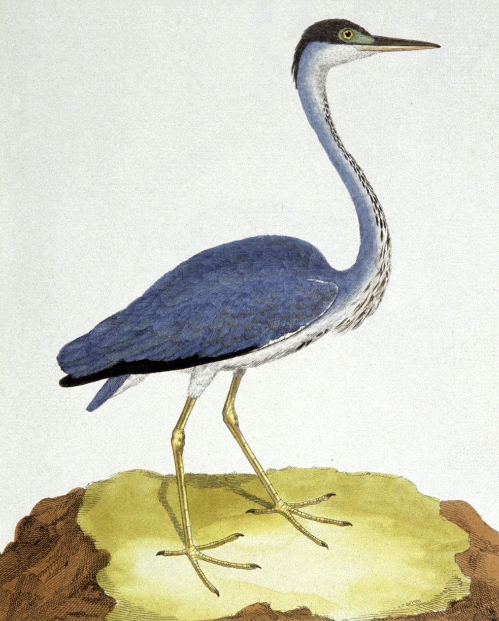 Heron tekijältä Francois Nicolas Martinet
