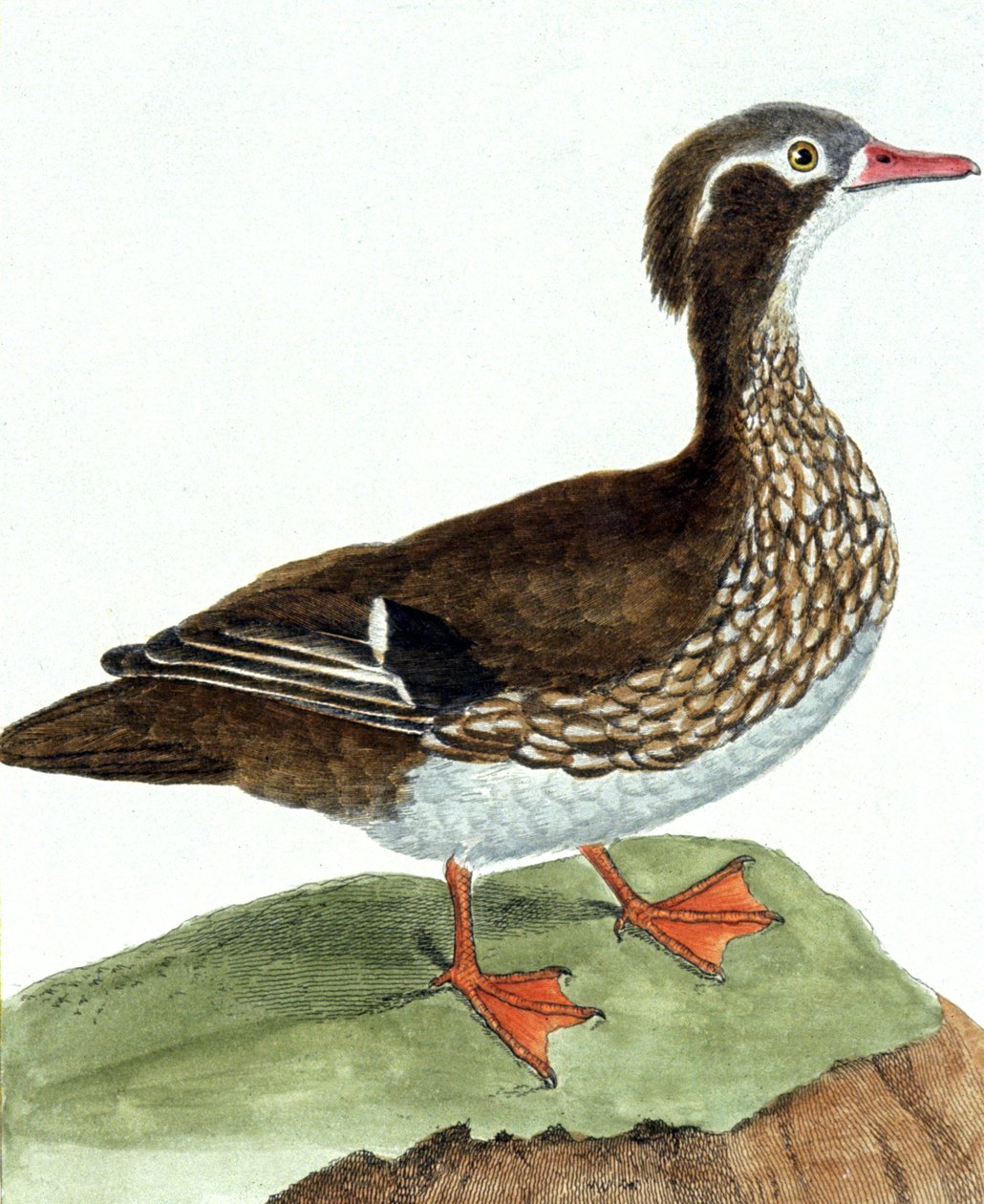 Teal tekijältä Francois Nicolas Martinet