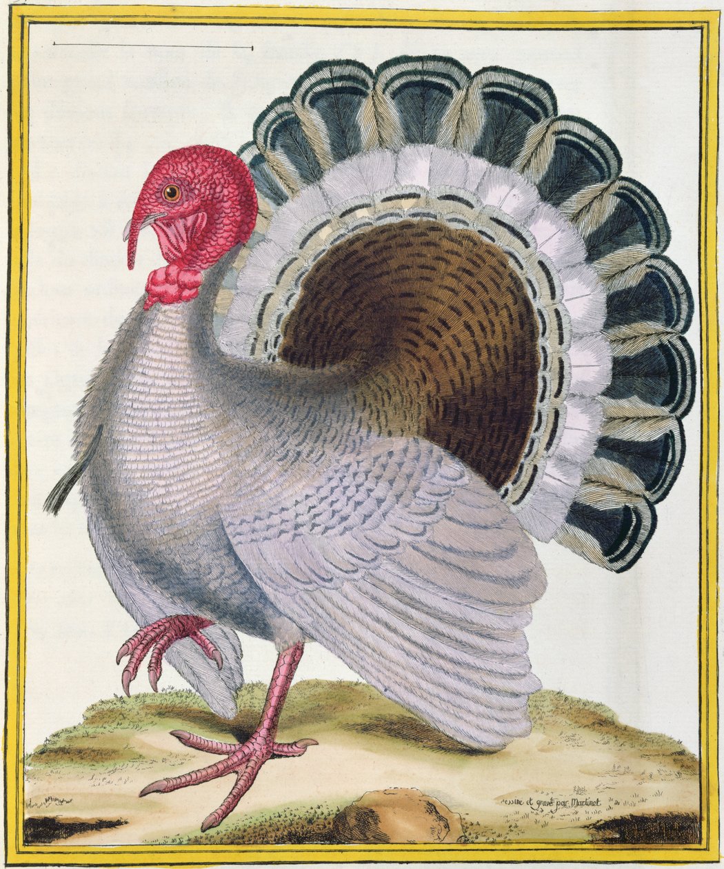 Turkki, Georges de Buffonin (1707-88) Histoire Naturelle des Oiseaux