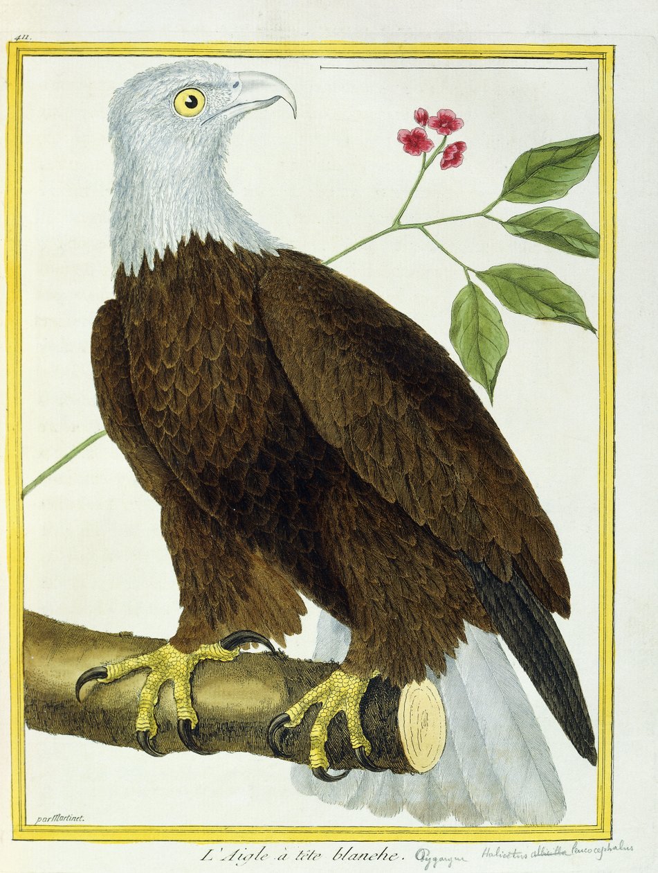 Valkopääkotka, n. 1770-1786 tekijältä Francois Nicolas Martinet