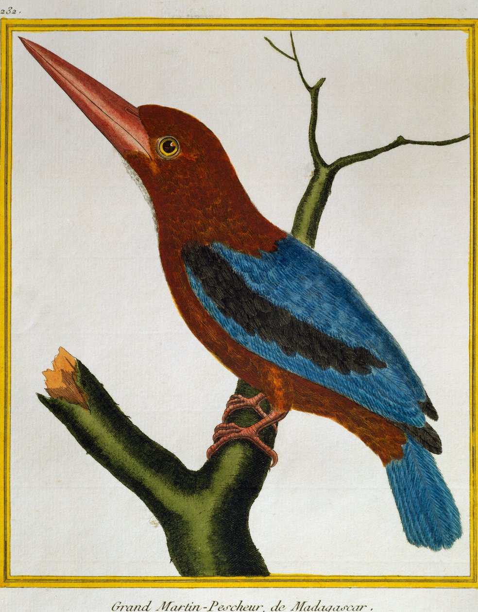 Kingfisher (Halcyon smyrnensis), Histoire naturelle des oiseaux tekijältä Francois Nicolas Martinet