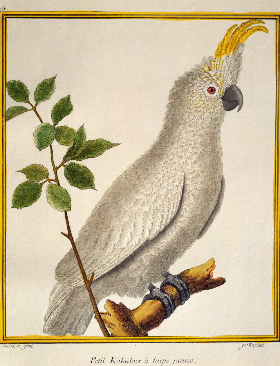 Keltaharjakakadu (Cacatua sulphurea), lintujen luonnonhistoriasta tekijältä Francois Nicolas Martinet