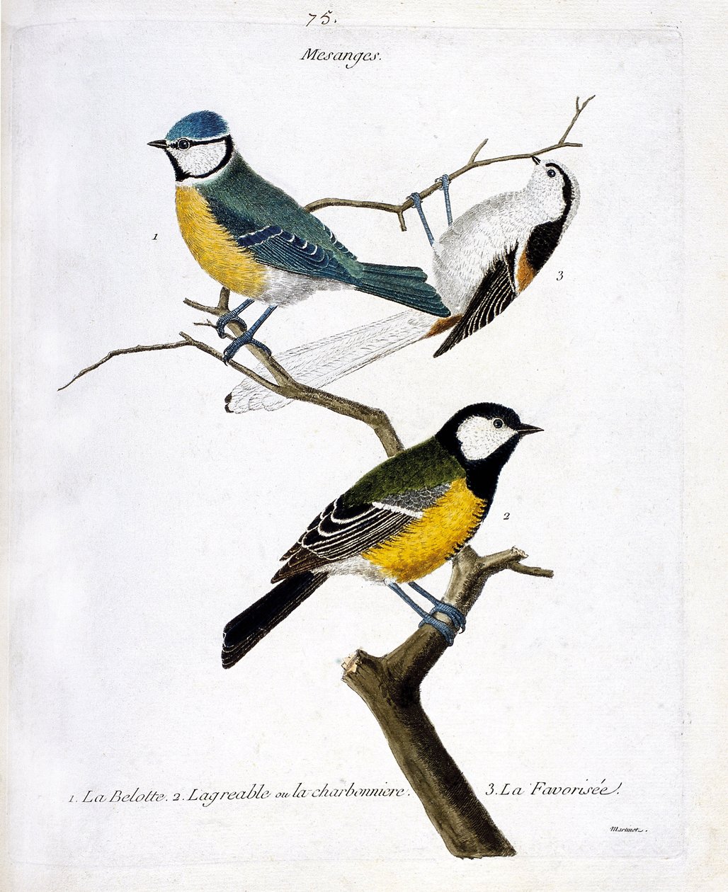 Eläintutkimuslautakunta (ornitologia): Mesanges. 1: belotte (sininen mesange tai ilmestynyt caeruleus), 2. miellyttävä tai charbonniere (mesange charbonniere tai parus major. 3. Suosittu (pitkähäntäinen mesange tai aegithalos caudatus) oksalla. Kuva tekijältä Francois Nicolas Martinet