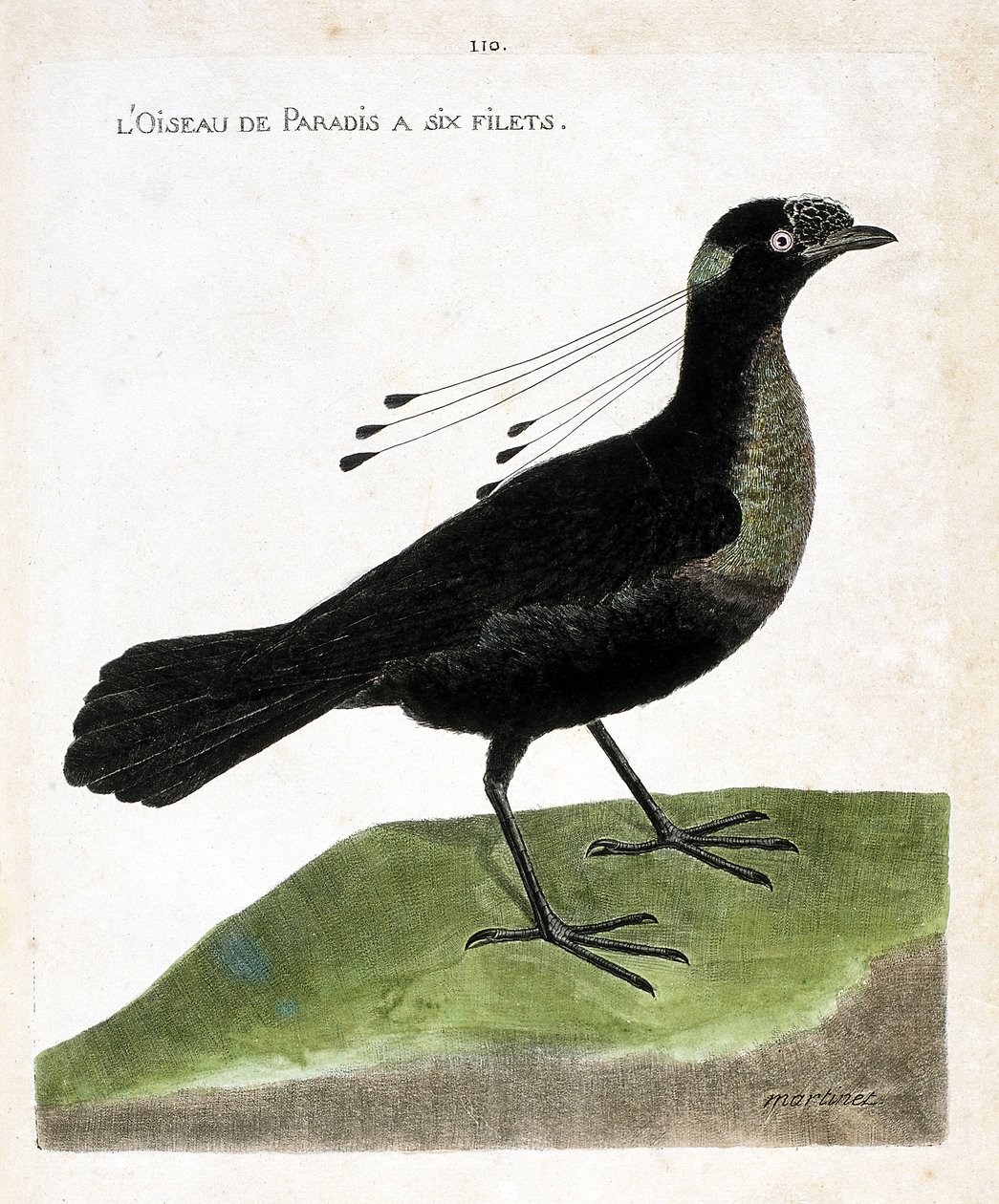 Eläintutkimuslautakunta (ornitologia): paratiisin linnulla on kuusi verkkoa (wahnes paradise tai wahnesi patoria). Kuvitus Francois Nicolas Martinet