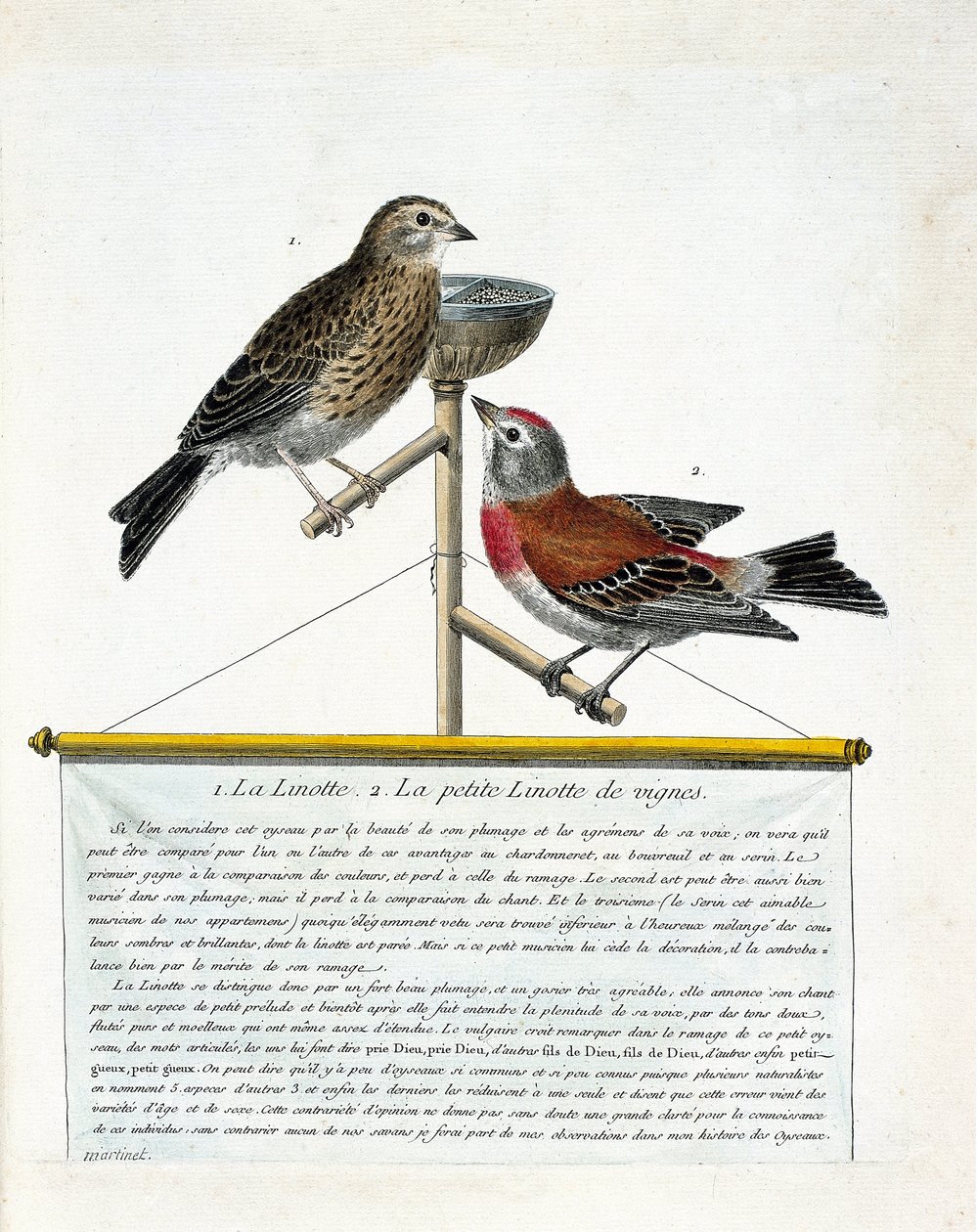 Eläintutkimustaulu (lintologia): ylhäältä alas: Linotti (melodinen linotte) ja viiniköynnösten pieni linotti (carduelis cannabina) ahvenella. Kuvitus Francoin teoksesta "Lintujen historia, maalattu niiden esiintymiselle ja herkkyydelle" tekijältä Francois Nicolas Martinet