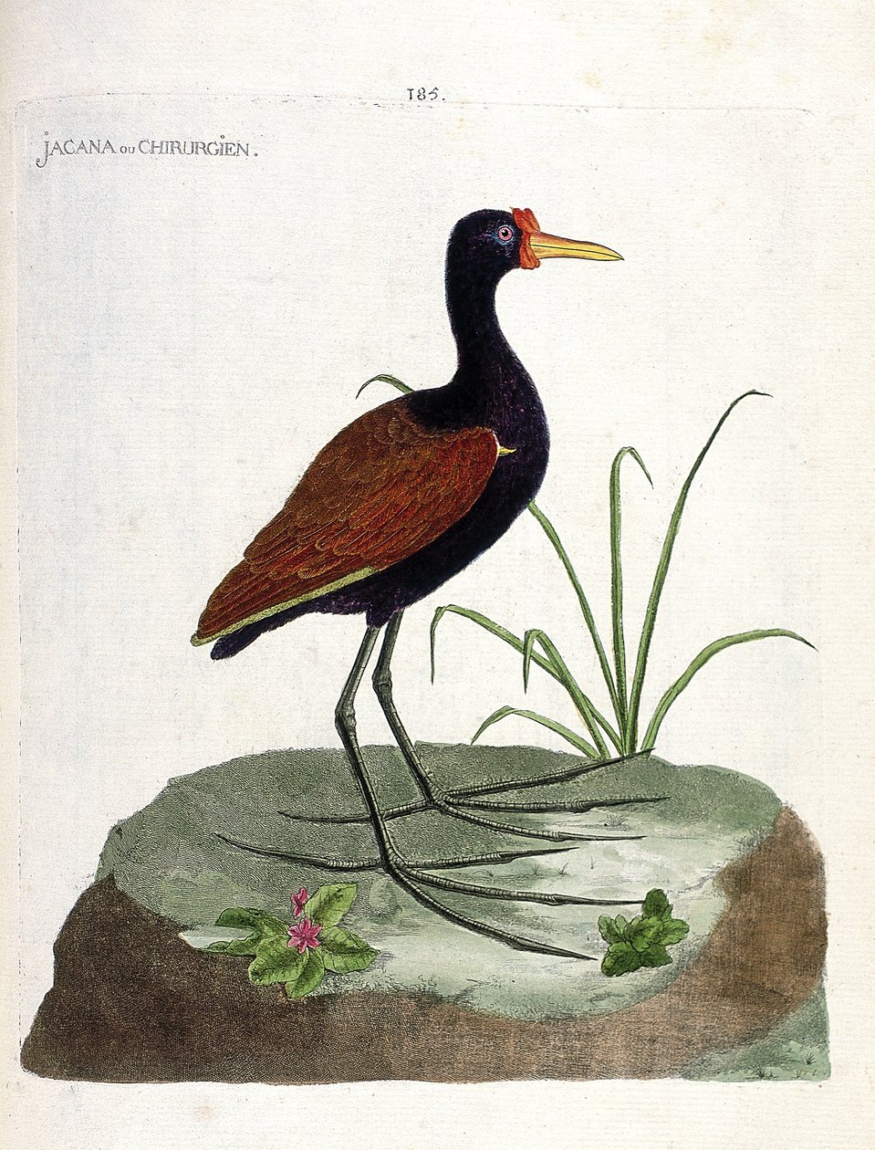 Eläintutkimuslautakunta (ornitologia): jacana tai kirurgi (jacana noir tai jacana jacaa). Kuvitus Francois Nicolas Martinet