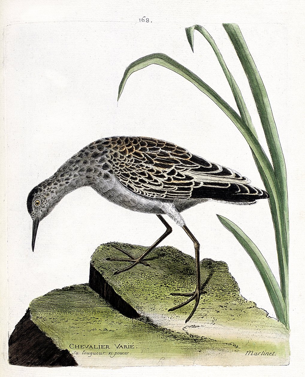 Eläintutkimuslautakunta (ornitologia): ritari vaihtelee (taistelija vaihtelee tai philomachus pugnax). Kuvitus Francois Nicolas Martinet