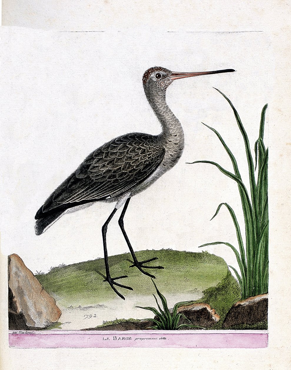 Eläintutkimuslautakunta (ornitologia): itse proomu (mustapyrstöproomu tai limosa limosa). Kuvitus Francois Nicolas Martinet