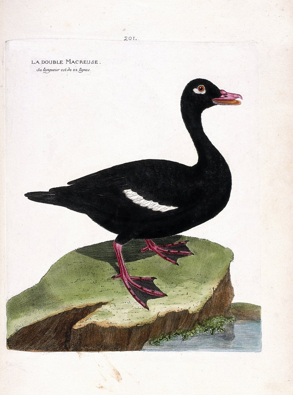 Eläintutkimustaulu (lintututkimus): kaksoispiippu (ruskea scoter tai melanitta fusca). Kuvitus Francois Nicolas Martinet
