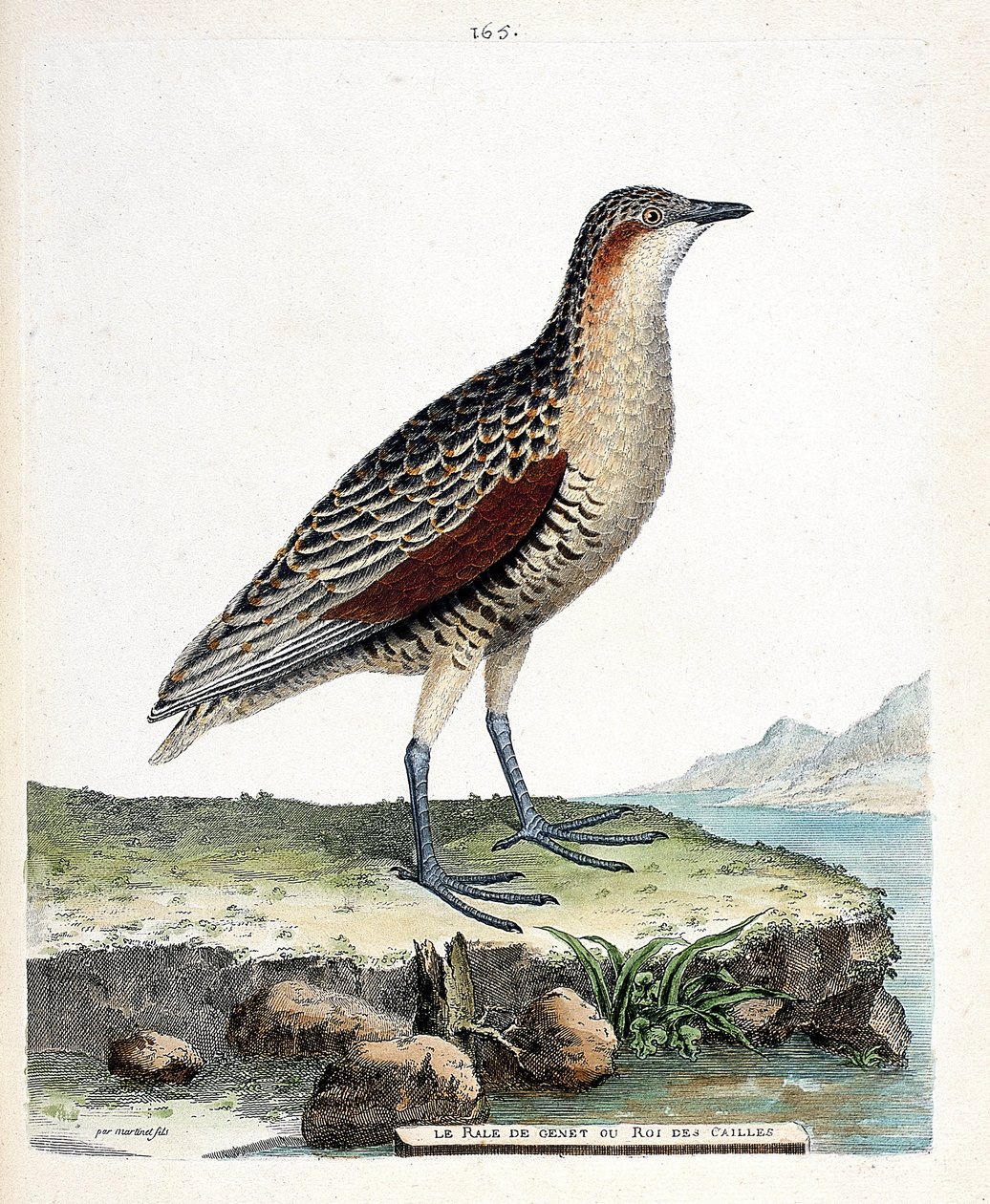 Eläintutkimuslautakunta (ornitologia): polvirale tai viiriäinen kuningas (crex crex). Kuvitus Francois Nicolas Martinet