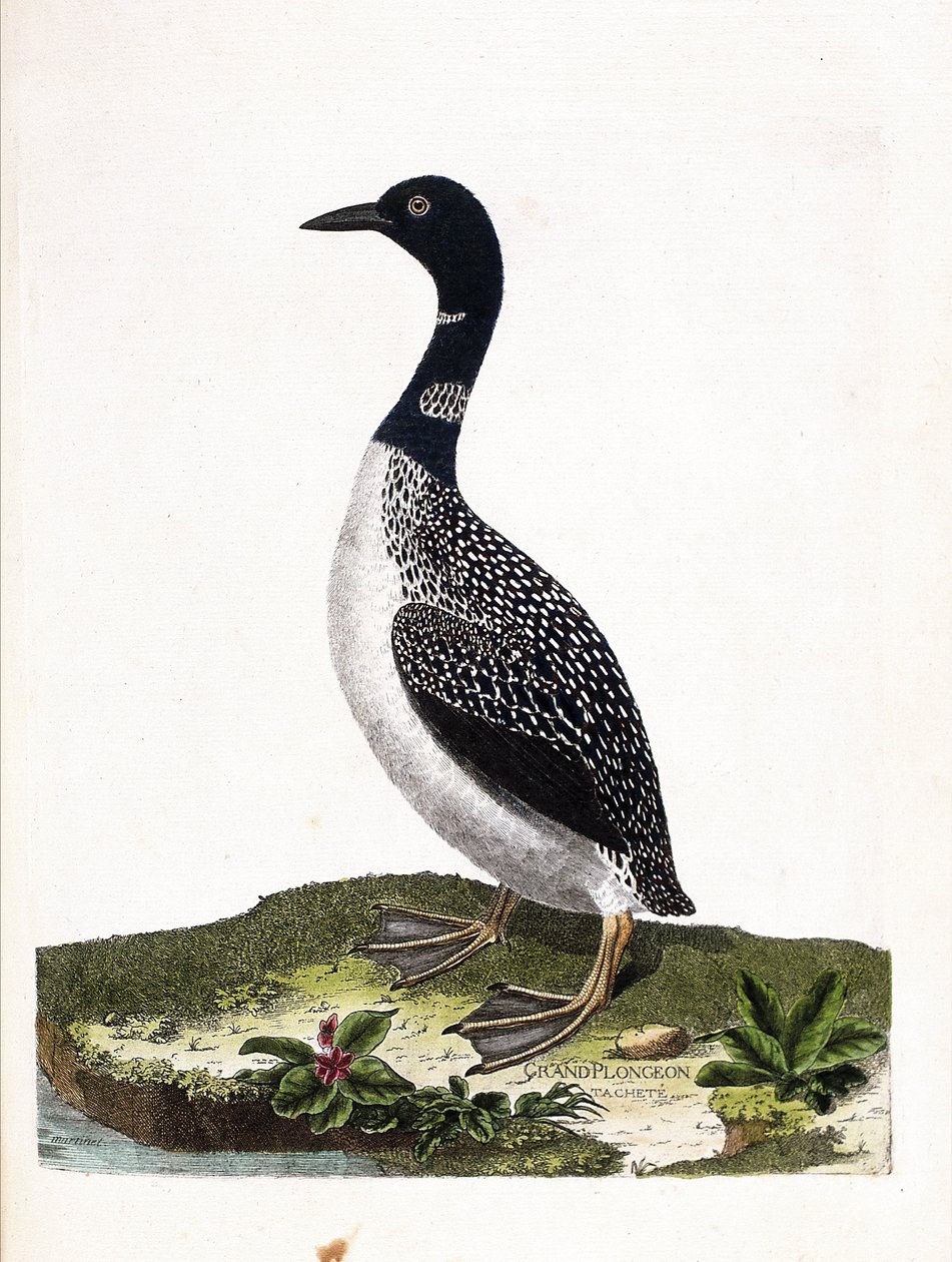 Eläintutkimuslauta (ornitologia): suuri spottisukellus (imstrand-sukellus tai gavia immer). Kuvitus Francois Nicolas Martinet