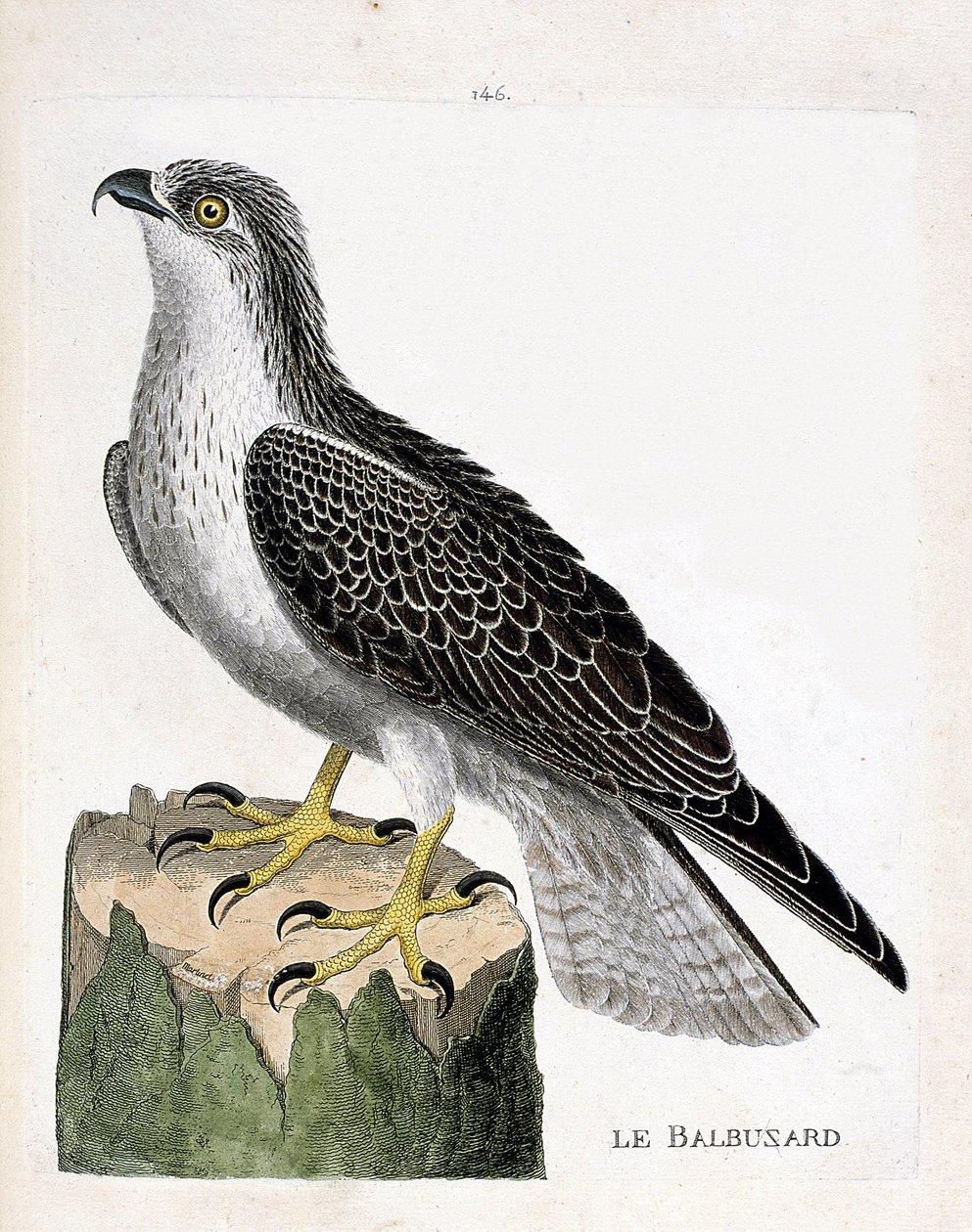 Eläintutkimuslautakunta (ornitologia): kalasääski (kalasääski tai pandion haliaetus). Kuvitus Francois Nicolas Martinet