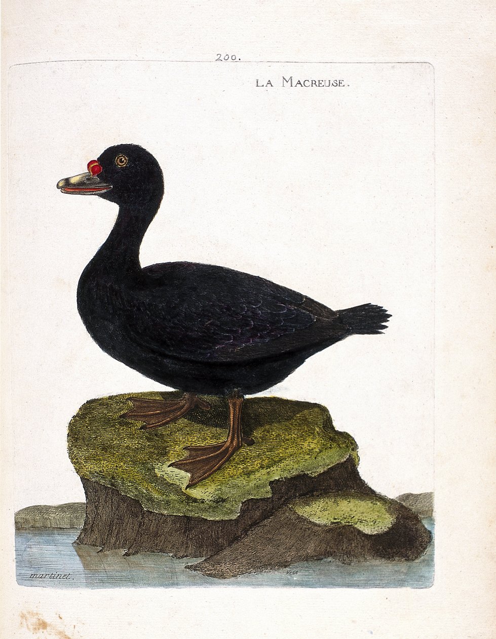 Eläintutkimustaulu (ornitologia): scoter (musta scoter tai melanitta nigra). Kuvitus Francois Nicolas Martinet