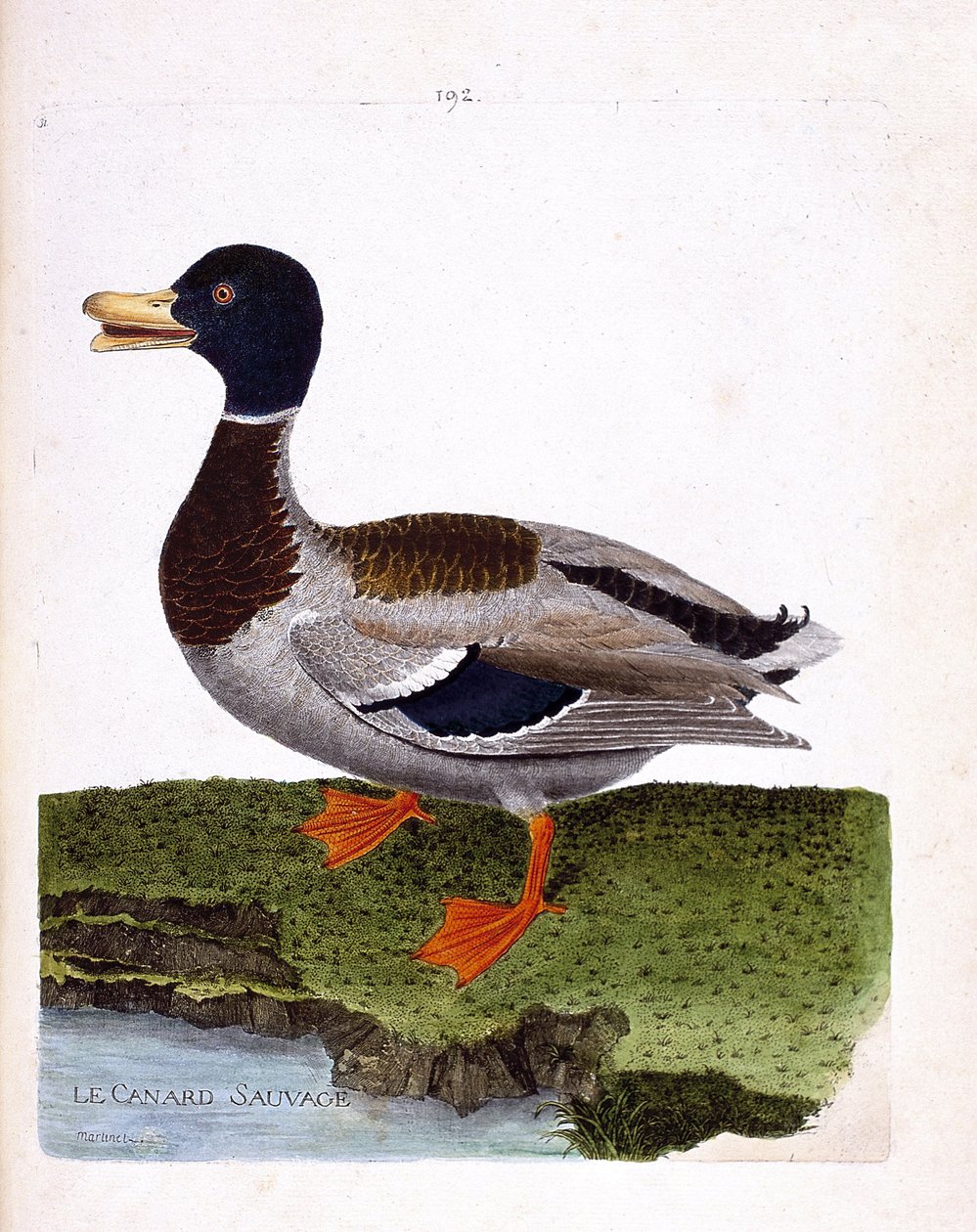 Eläintutkimuslautakunta (ornitologia): luonnonvarainen ankka (sinisorsa tai anas platyrhynchos). Kuvitus Francois Nicolas Martinet