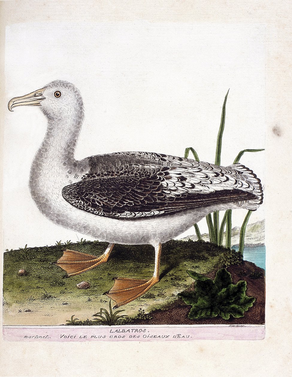 Eläinkartta (ornitologia): Albatros (ulvoja albatros tai diomedea exulans). Kuvitus Francois Nicolas Martinet