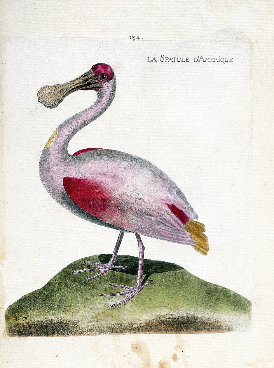 Eläinkartta (ornitologia): Amerikkalainen spatula (vaaleanpunainen spatula tai platalea ajaja). Kuvitus Francois Nicolas Martinet